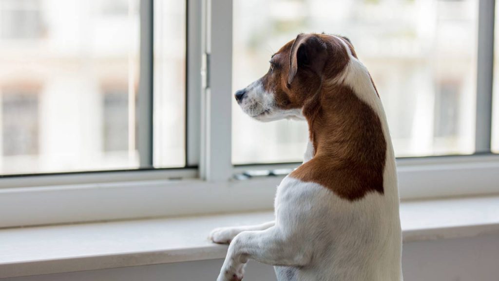 Quanto tempo um cachorro pode ficar sozinho em casa?