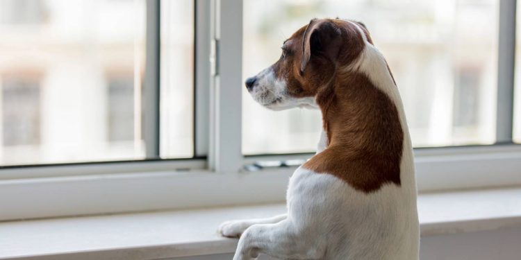 Quanto tempo um cachorro pode ficar sozinho em casa?