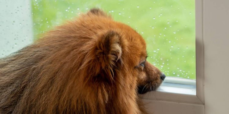 Seguir o dono com frequência é comum, mas alguns cães podem desenvolver dependência emocional – Créditos: depositphotos.com / yaakovberg@gmail.com