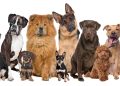 Que raça de cachorro você seria com base na sua data de nascimento?