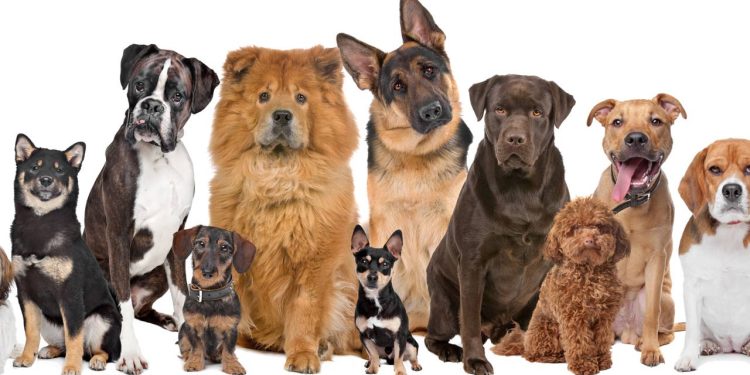 Que raça de cachorro você seria com base na sua data de nascimento?