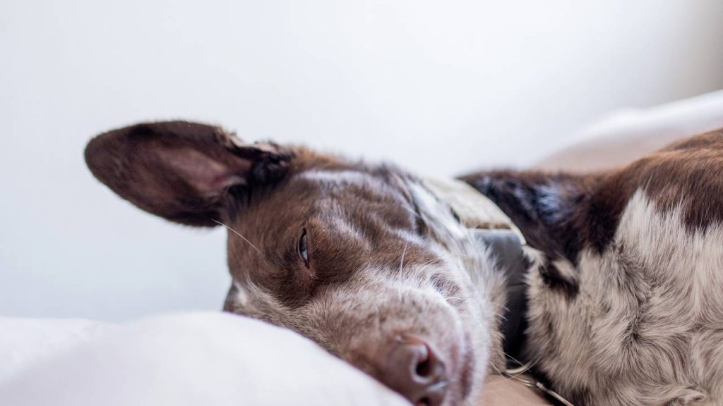 Cão