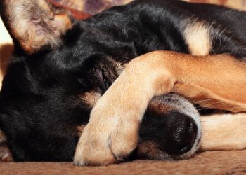 O que significa quando seu cão chora enquanto dorme, de acordo com especialistas