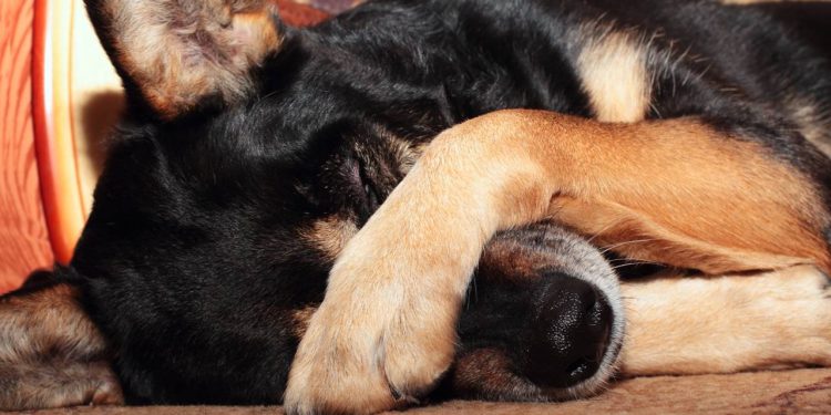 O que significa quando seu cão chora enquanto dorme, de acordo com especialistas