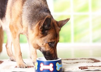 Essa é a melhor rotina alimentar para cães acima dos 7 anos