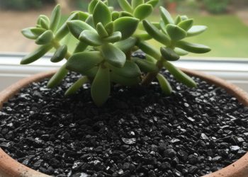 Colocar carvão no solo das suas plantas: para que serve e quais os benefícios?