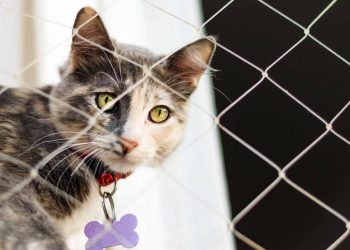 Se seu gato se esfrega em você todos os dias, há uma razão especial para isso