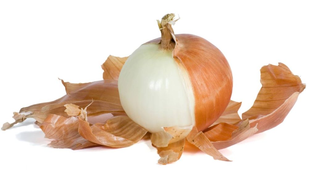 cebola