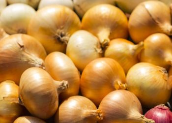 A cebola ideal para cada receita que você prepara
