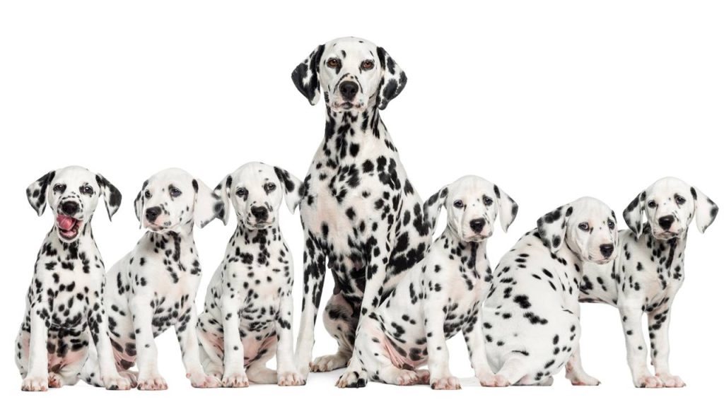 Que raça de cachorro você seria com base na sua data de nascimento?