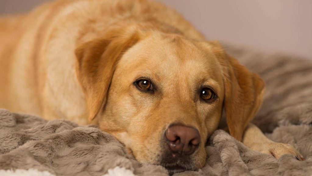 O cachorro chora quando você sai? Pode ser ansiedade