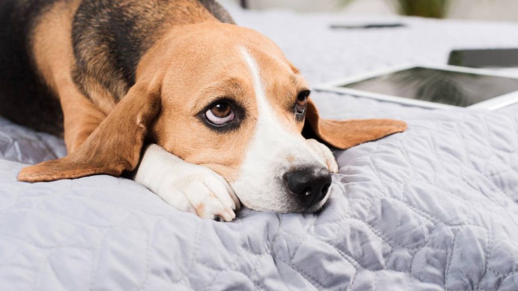 O cachorro chora quando você sai? Pode ser ansiedade