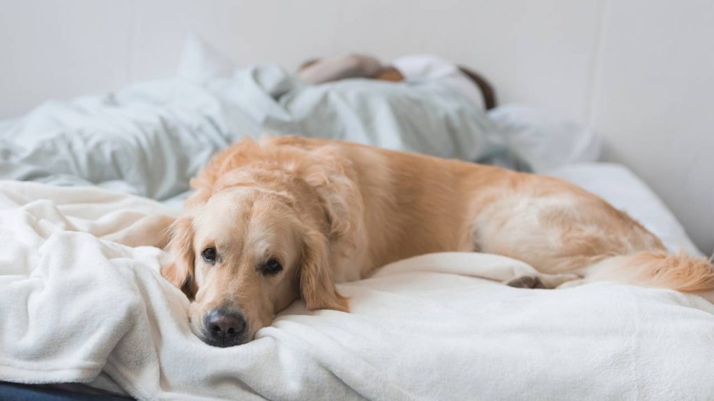 O cachorro chora quando você sai? Pode ser ansiedade