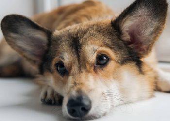O cachorro chora quando você sai? Pode ser ansiedade