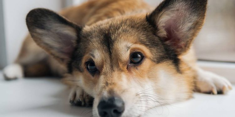 O cachorro chora quando você sai? Pode ser ansiedade