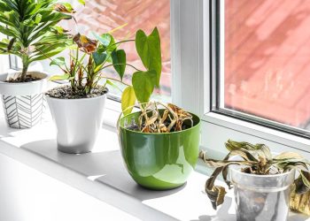 Se sua planta queimou no sol ainda dá tempo de salvar