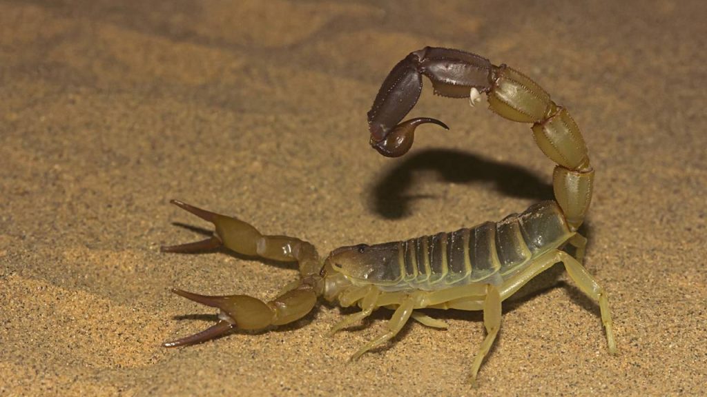 escorpião