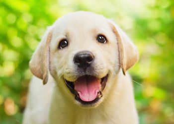 Cada expressão dos cães carrega um significado que você pode aprender a ler