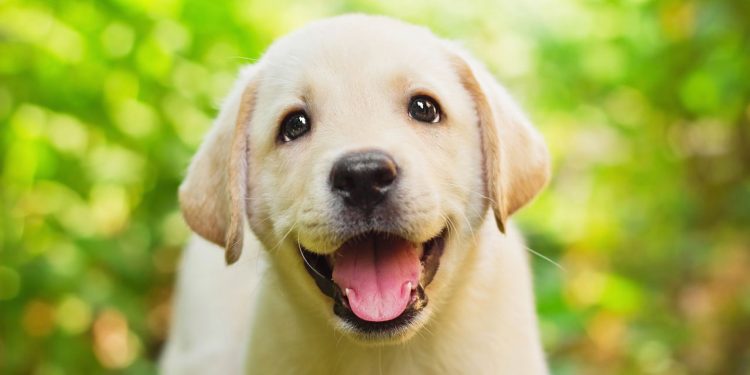 Cada expressão dos cães carrega um significado que você pode aprender a ler