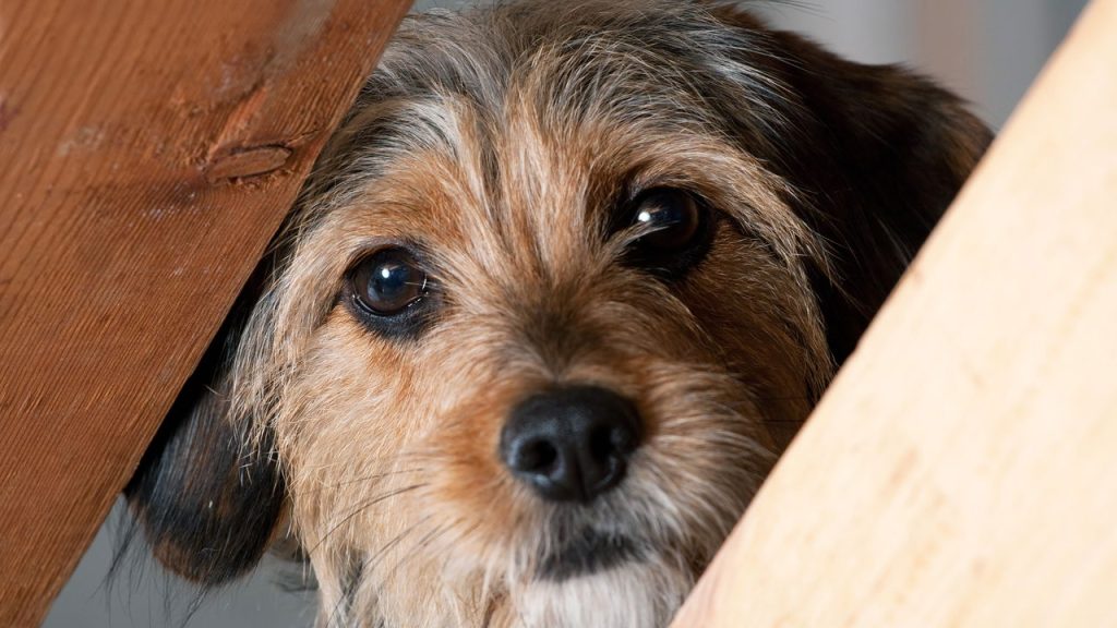 Cada expressão dos cães carrega um significado que você pode aprender a ler