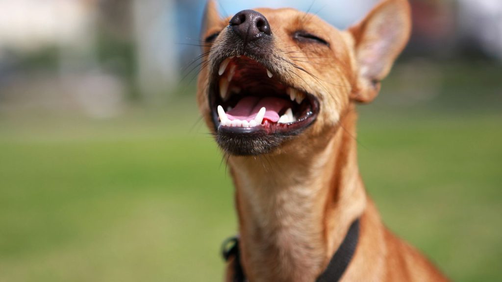 Cada expressão dos cães carrega um significado que você pode aprender a ler