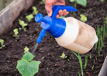 Pouca gente sabe que esses ingredientes viram um fertilizante super potente e barato