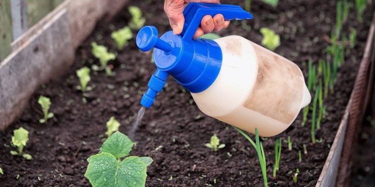 Pouca gente sabe que esses ingredientes viram um fertilizante super potente e barato