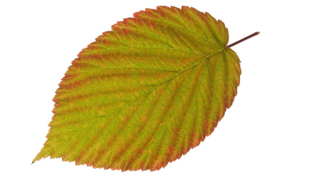 A planta que pode equilibrar o corpo e desperta o interesse da ciência