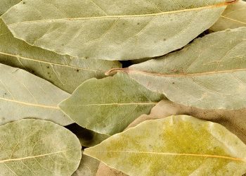 Misturar folhas de louro e bicarbonato de sódio: por que recomendam fazer e para que serve?