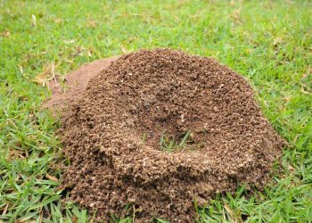 Como eliminar formigueiros do jardim com uma receita caseira muito eficaz