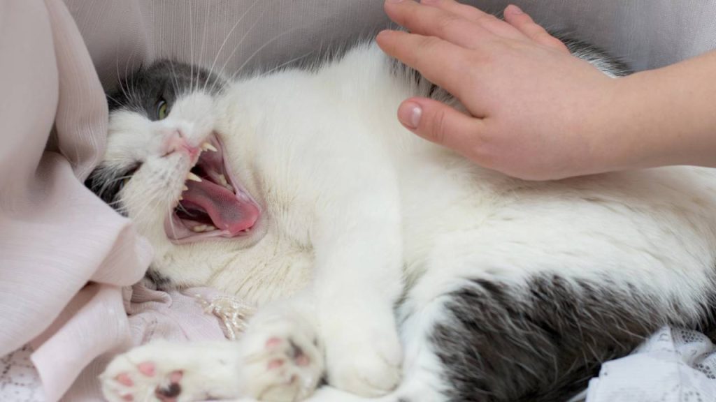 Castração em gatos: após quanto tempo eles ficam mais calmos?