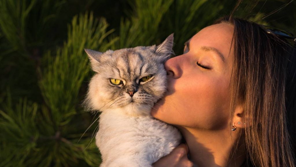 Quanto tempo leva para os gatos esquecerem os donos, segundo especialistas?