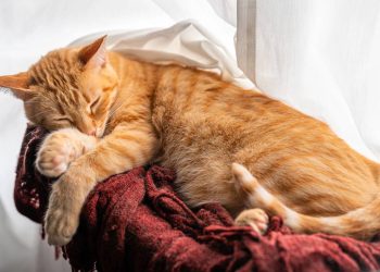 Nem na cama, nem perto da janela: qual o melhor lugar para o seu gato dormir no frio, segundo especialistas?