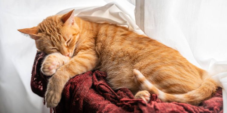 Nem na cama, nem perto da janela: qual o melhor lugar para o seu gato dormir no frio, segundo especialistas?