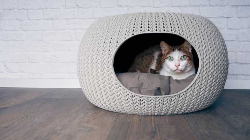 Nem na cama, nem perto da janela: qual o melhor lugar para o seu gato dormir no frio, segundo especialistas?
