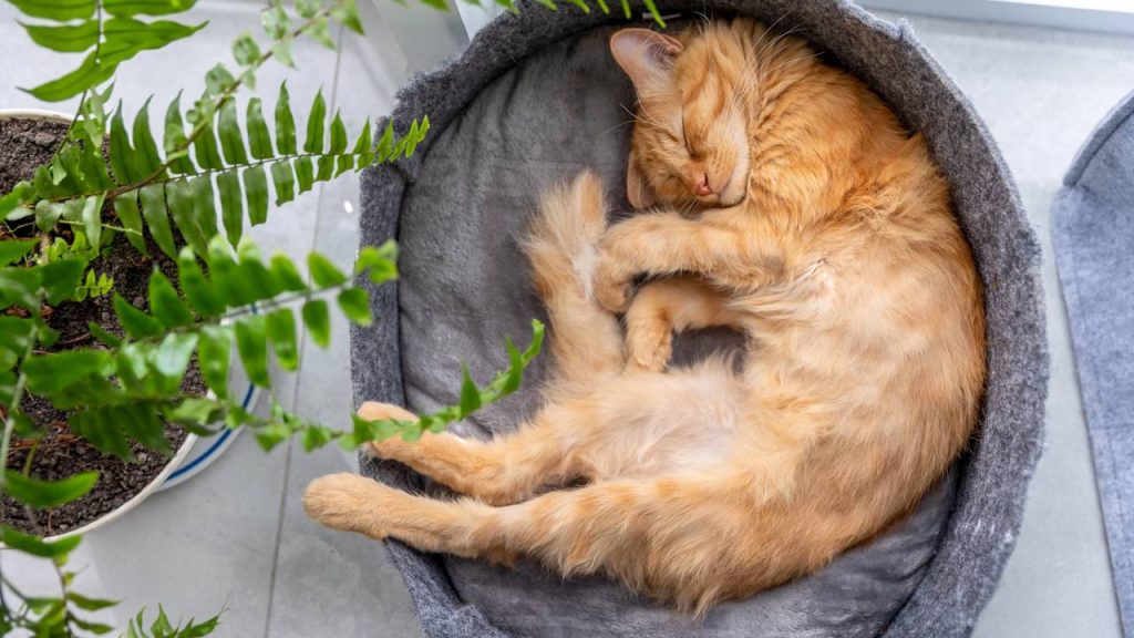 Nem na cama, nem perto da janela: qual o melhor lugar para o seu gato dormir no frio, segundo especialistas?