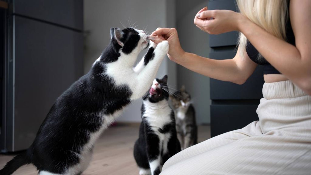 gatos
