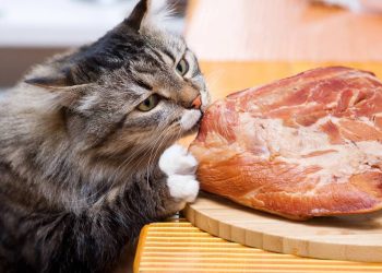 Quais comidas humanas os gatos podem comer, segundo especialistas?