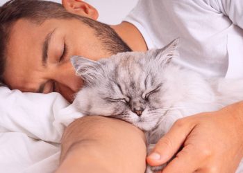 As razões mais comuns pelas quais os gatos optam por dormir com seu dono