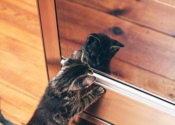 O que acontece quando cães e gatos se veem refletidos no espelho?