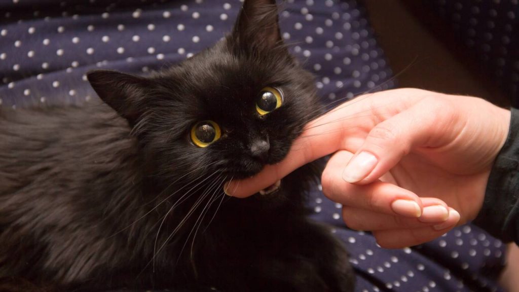 O que significa quando uma pessoa sempre faz carinho em gatos, segundo a psicologia?