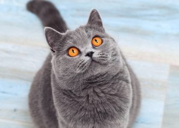 Qual é a melhor forma de chamar o seu gato, segundo especialistas?