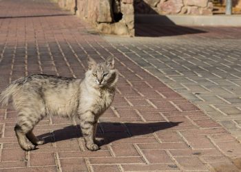 Para onde os gatos vão quando saem de casa, segundo especialistas?