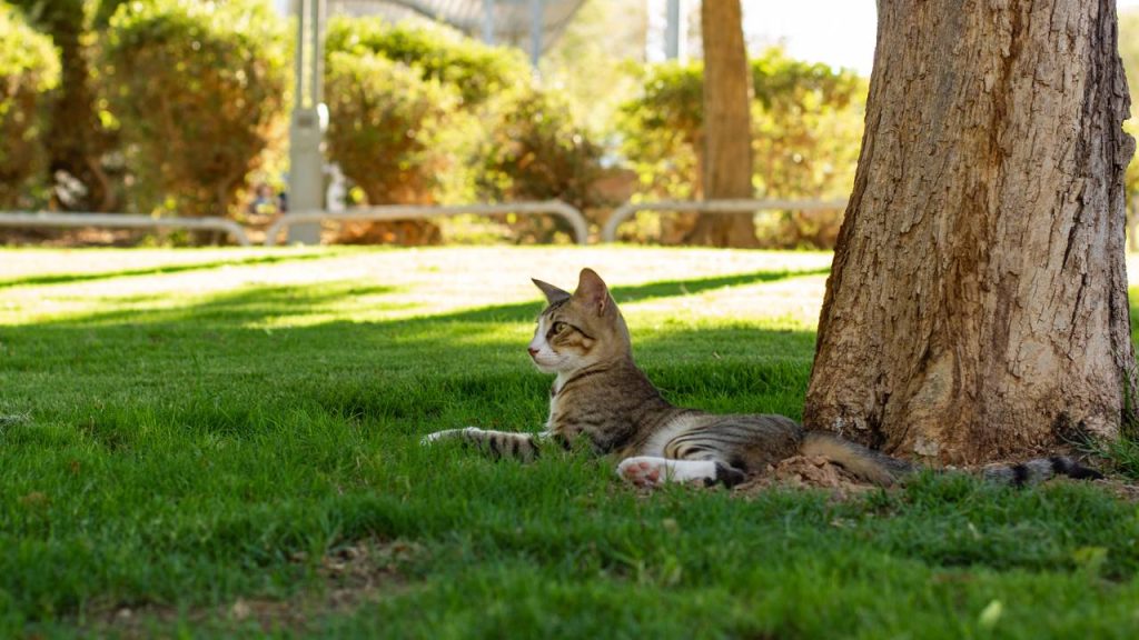 Para onde vão os gatos quando saem de casa, segundo estudo?