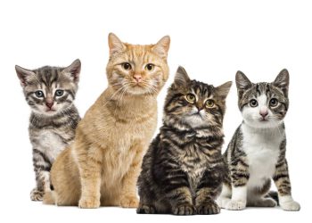 As raças de gatos mais fortes e longevas do mundo