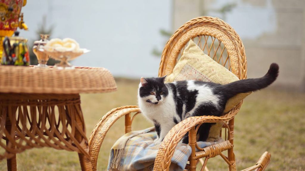 gatos