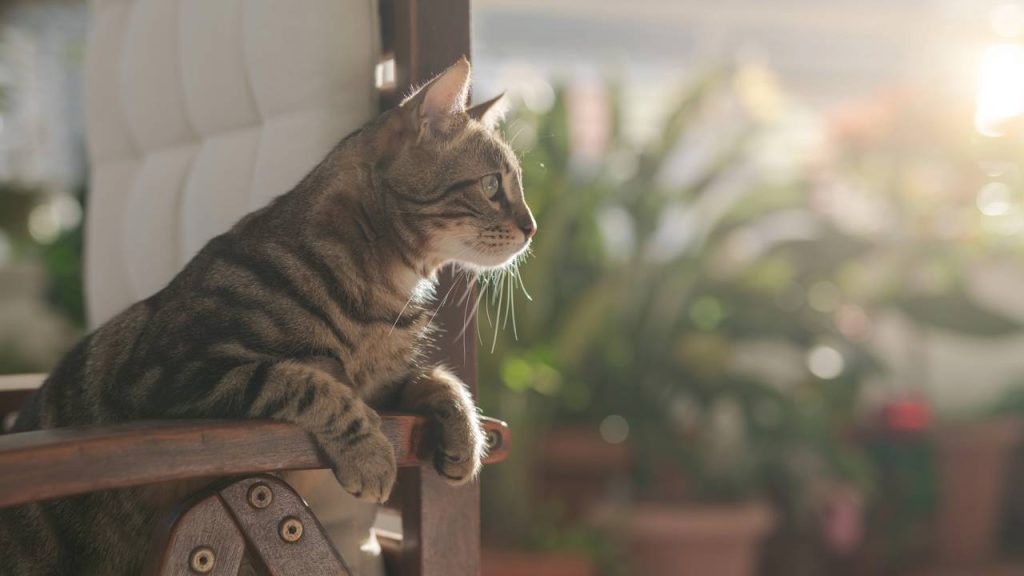 gatos
