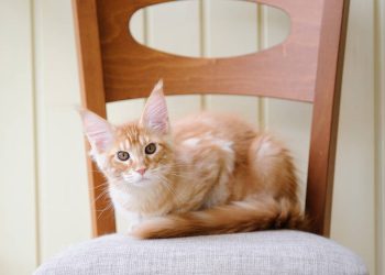 O que significa quando um gato senta no seu lugar, segundo um veterinário