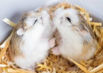 As bochechas dos hamsters são um dos mecanismos mais incríveis da natureza
