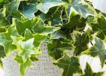 Quem tem essas plantas em casa respira um ar muito mais puro